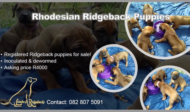 Rhodesian Ridgeback Puppyâs 
