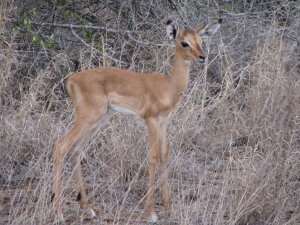 Impala aande 