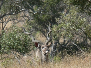 Jagwetgewing vir die Jagter 